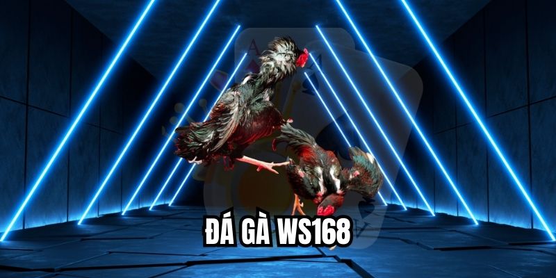 Đá gà WS168