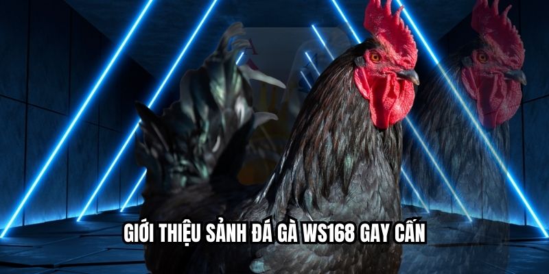 Giới thiệu sảnh đá gà WS168 gay cấn