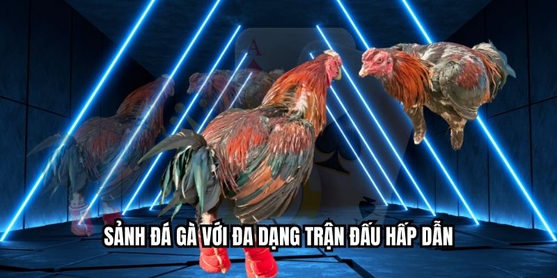 Sảnh đá gà với đa dạng trận đấu hấp dẫn