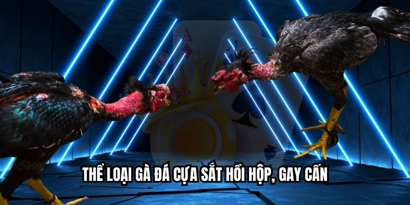 Thể loại gà đá cựa sắt hồi hộp, gay cấn